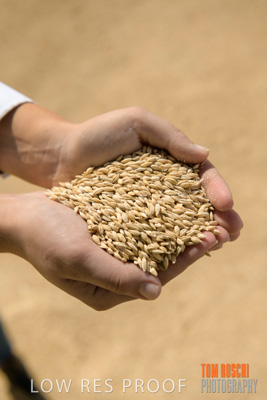 April 2019 / BARLEY_IN_HANDS_190401_574