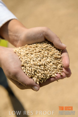April 2019 / BARLEY_IN_HANDS_190401_575