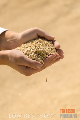 April 2019 / BARLEY_IN_HANDS_190401_577