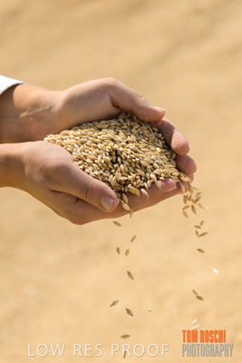 April 2019 / BARLEY_IN_HANDS_190401_580