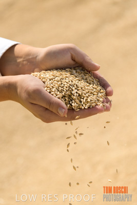 April 2019 / BARLEY_IN_HANDS_190401_582