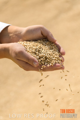 April 2019 / BARLEY_IN_HANDS_190401_583