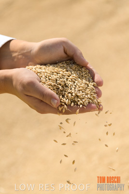 April 2019 / BARLEY_IN_HANDS_190401_584