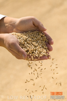 April 2019 / BARLEY_IN_HANDS_190401_586