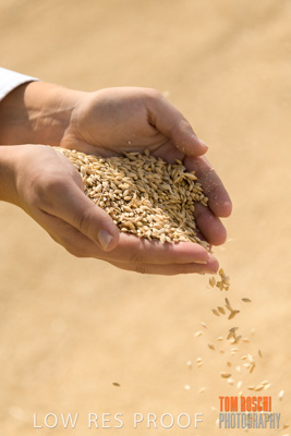 April 2019 / BARLEY_IN_HANDS_190401_587