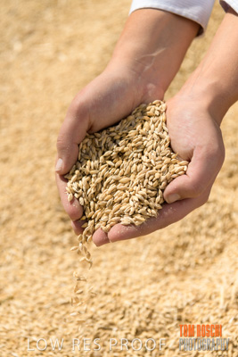 April 2019 / BARLEY_IN_HANDS_190401_589