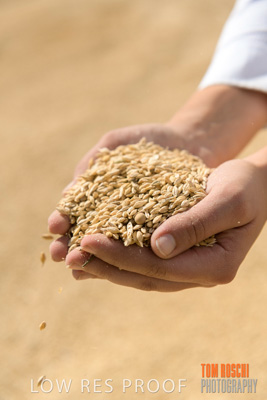 April 2019 / BARLEY_IN_HANDS_190401_590