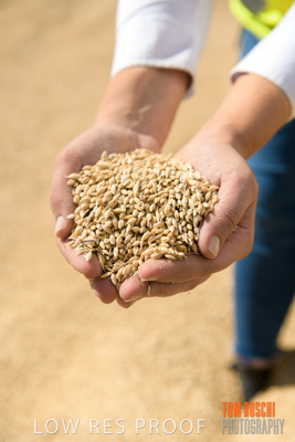 April 2019 / BARLEY_IN_HANDS_190401_591
