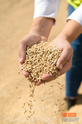 April 2019 / BARLEY_IN_HANDS_190401_593