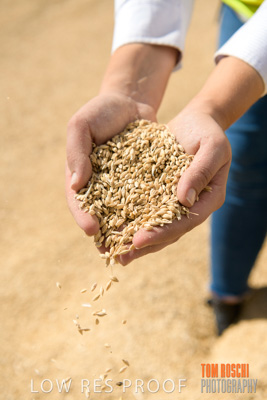 April 2019 / BARLEY_IN_HANDS_190401_594