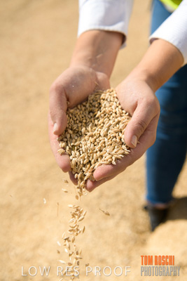 April 2019 / BARLEY_IN_HANDS_190401_596