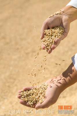 April 2019 / BARLEY_IN_HANDS_190401_601