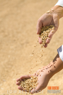 April 2019 / BARLEY_IN_HANDS_190401_604