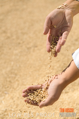 April 2019 / BARLEY_IN_HANDS_190401_605