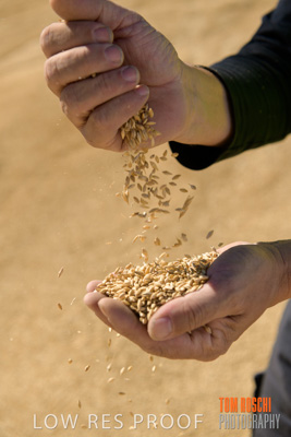 April 2019 / BARLEY_IN_HANDS_190401_607