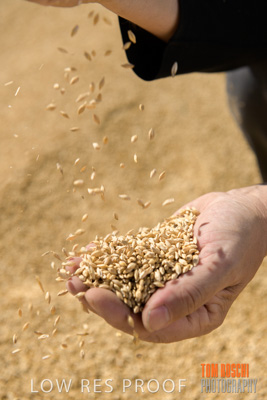April 2019 / BARLEY_IN_HANDS_190401_608