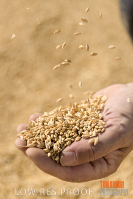 April 2019 / BARLEY_IN_HANDS_190401_609