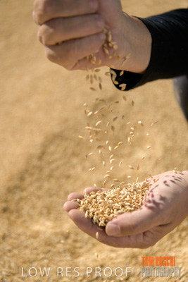 April 2019 / BARLEY_IN_HANDS_190401_613