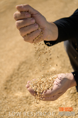 April 2019 / BARLEY_IN_HANDS_190401_618