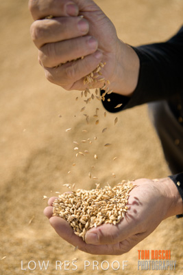 April 2019 / BARLEY_IN_HANDS_190401_620
