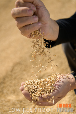 April 2019 / BARLEY_IN_HANDS_190401_621