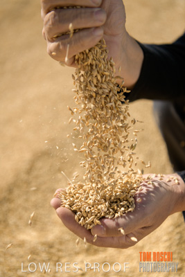April 2019 / BARLEY_IN_HANDS_190401_624