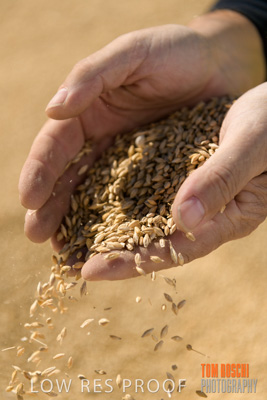 April 2019 / BARLEY_IN_HANDS_190401_627