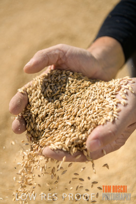 April 2019 / BARLEY_IN_HANDS_190401_632