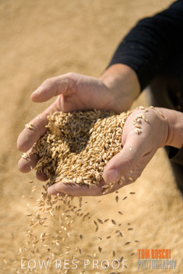 April 2019 / BARLEY_IN_HANDS_190401_634