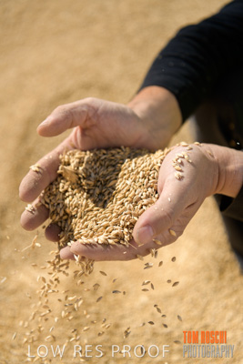 April 2019 / BARLEY_IN_HANDS_190401_635