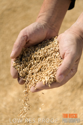 April 2019 / BARLEY_IN_HANDS_190401_639