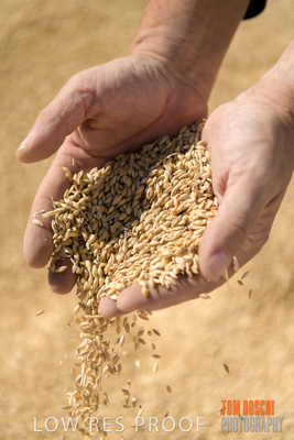 April 2019 / BARLEY_IN_HANDS_190401_640