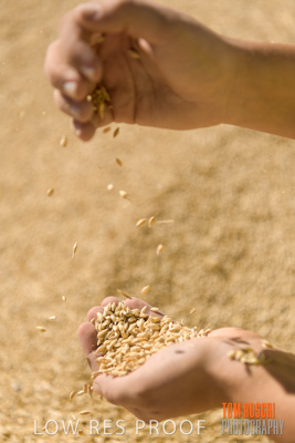 April 2019 / BARLEY_IN_HANDS_190401_641