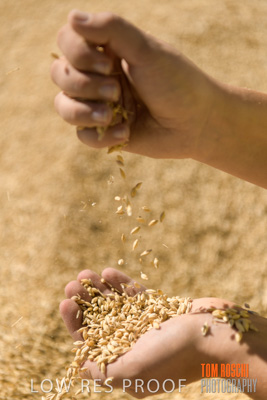 April 2019 / BARLEY_IN_HANDS_190401_647