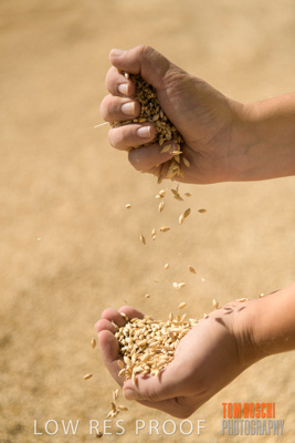 April 2019 / BARLEY_IN_HANDS_190401_648