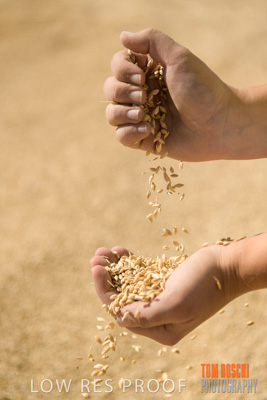 April 2019 / BARLEY_IN_HANDS_190401_656