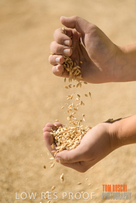 April 2019 / BARLEY_IN_HANDS_190401_657
