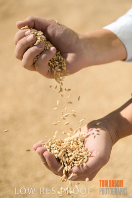April 2019 / BARLEY_IN_HANDS_190401_660