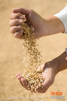 April 2019 / BARLEY_IN_HANDS_190401_662