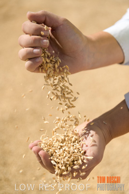 April 2019 / BARLEY_IN_HANDS_190401_663