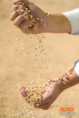 April 2019 / BARLEY_IN_HANDS_190401_664
