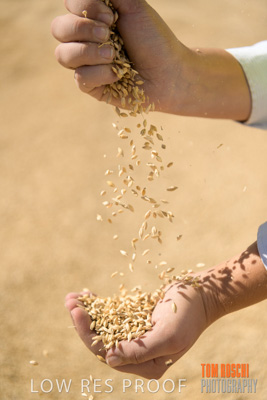 April 2019 / BARLEY_IN_HANDS_190401_665