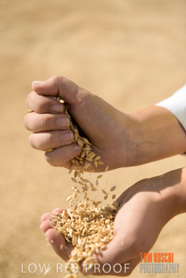 April 2019 / BARLEY_IN_HANDS_190401_667