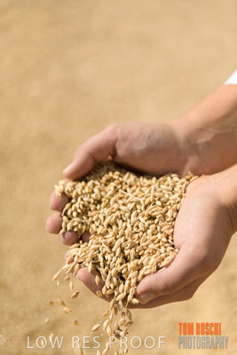 April 2019 / BARLEY_IN_HANDS_190401_673