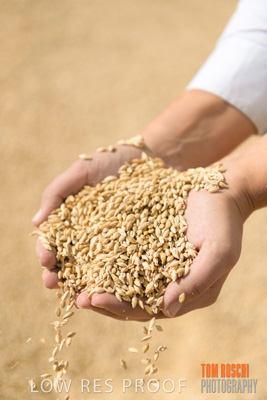 April 2019 / BARLEY_IN_HANDS_190401_674