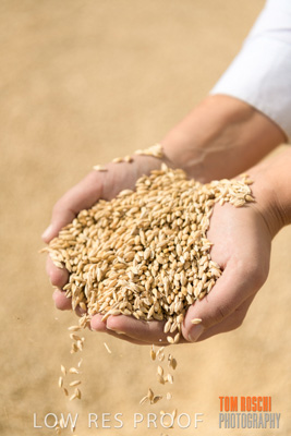 April 2019 / BARLEY_IN_HANDS_190401_675