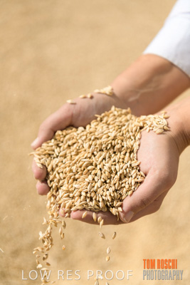 April 2019 / BARLEY_IN_HANDS_190401_676