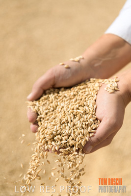 April 2019 / BARLEY_IN_HANDS_190401_677