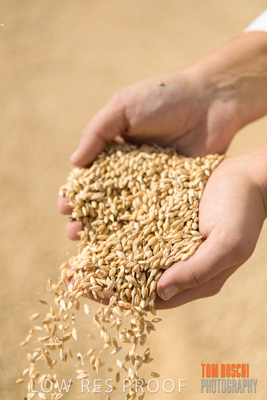 April 2019 / BARLEY_IN_HANDS_190401_683