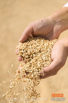 April 2019 / BARLEY_IN_HANDS_190401_684